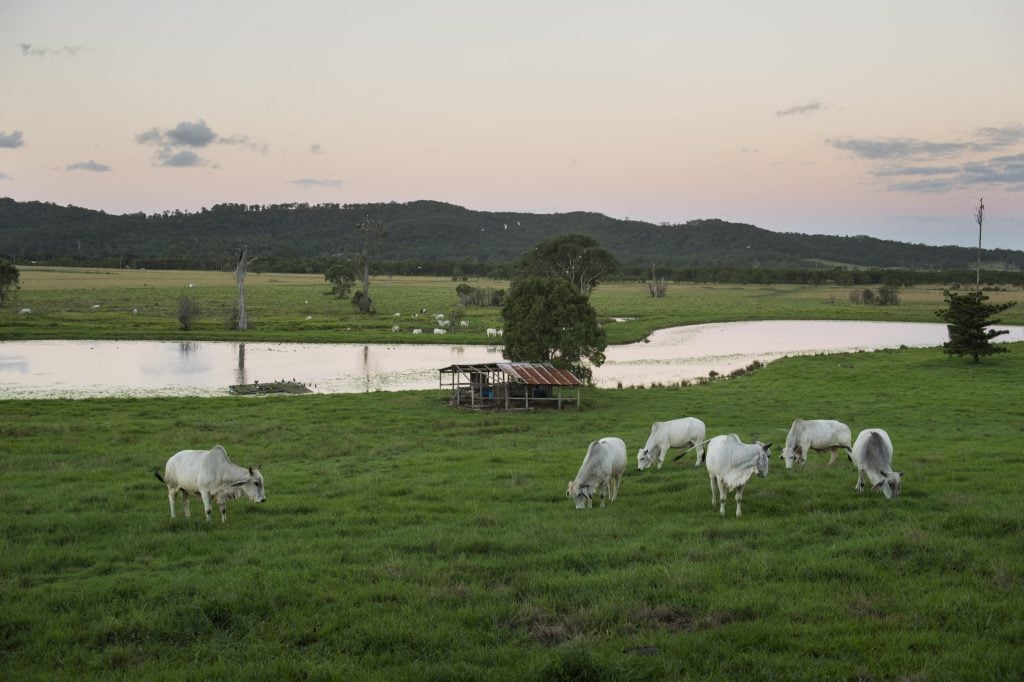 farm animals