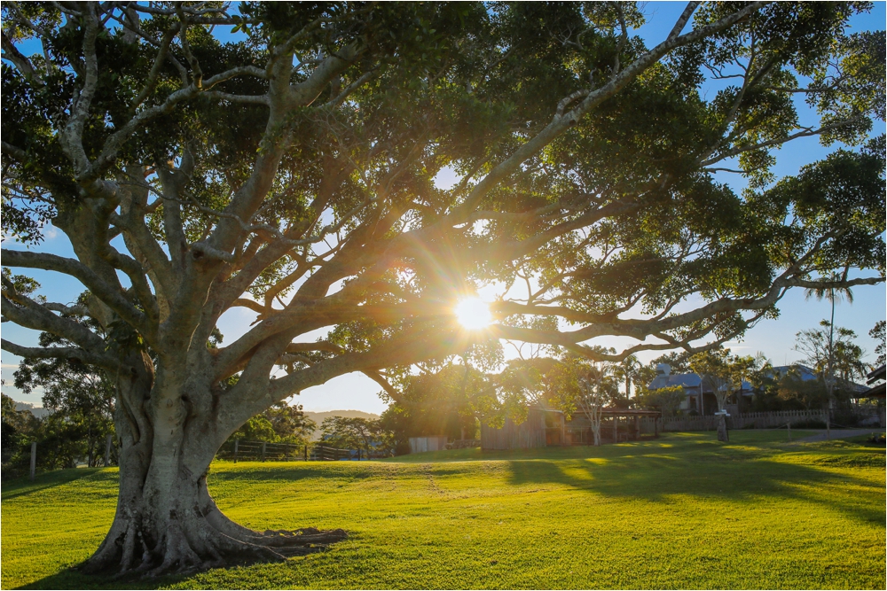 Sunrise at the Yandina Station Figtree - by HAYLEY