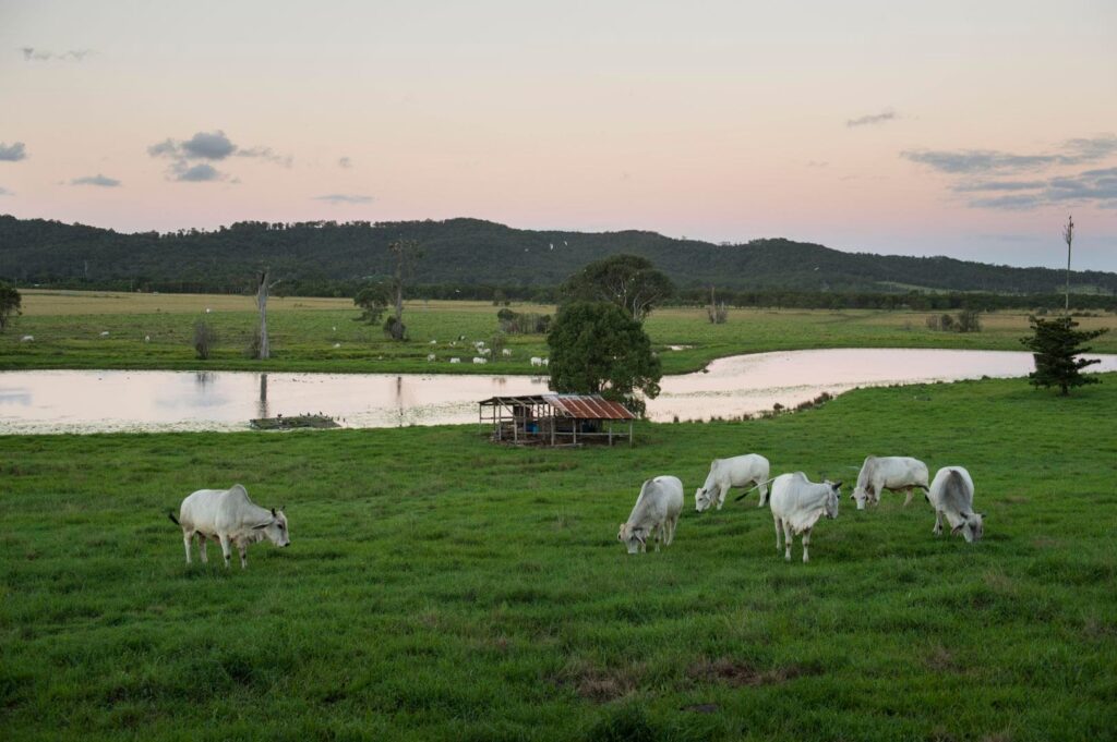 perfect wedding venue near montville qld in sunshine coast