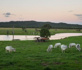 perfect wedding venue near montville qld in sunshine coast